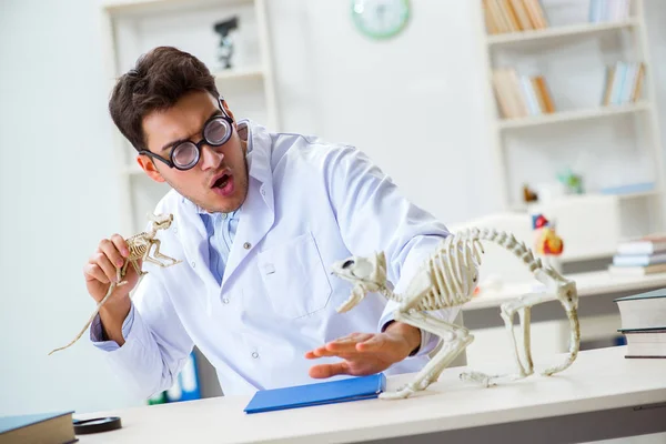 Legrační šílený student lékař studující zvířecí kostra — Stock fotografie