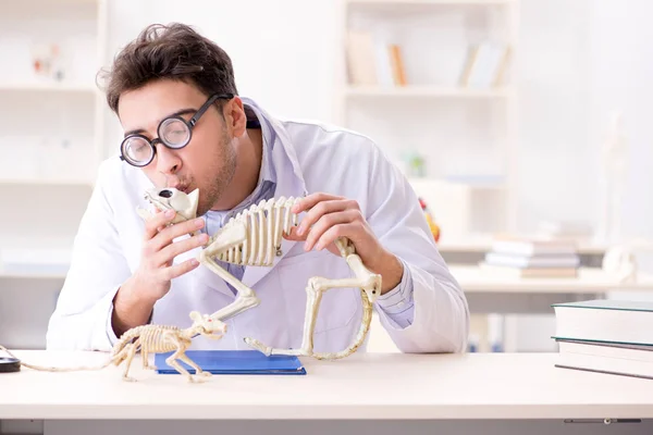 Divertido estudiante loco médico estudiando esqueleto animal — Foto de Stock