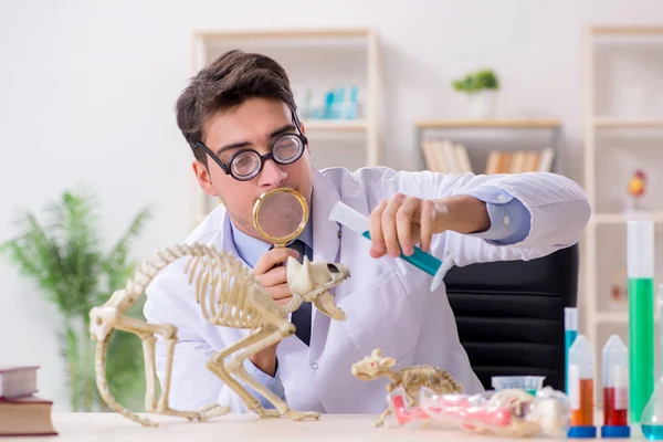 Científico divertido con esqueleto de gato en clínica de laboratorio —  Fotos de Stock
