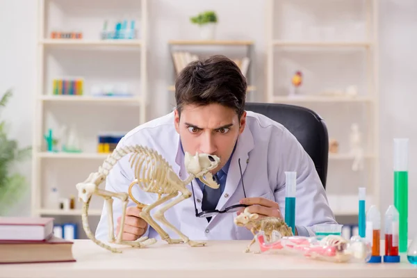 Funny scientist with cat skeleton in lab clinic