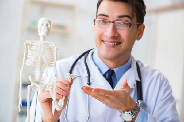 Doktorand som studerar skelettet — Stockfoto