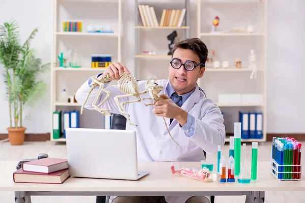 Funny scientist with cat skeleton in lab clinic