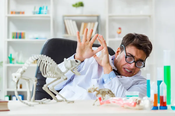 Αστείος επιστήμονας με σκελετό γάτας σε εργαστηριακή κλινική — Φωτογραφία Αρχείου