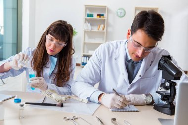 Paleontologlar nesli tükenmiş hayvanların kemiklerini inceliyor.