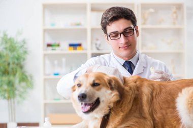 Veteriner kliniğinde Golden Retriever köpeğini muayene eden doktor.