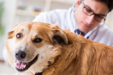 Veteriner kliniğinde Golden Retriever köpeğini muayene eden doktor.