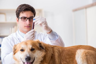 Veteriner kliniğinde Golden Retriever köpeğini muayene eden doktor.