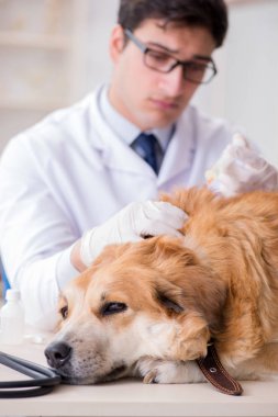 Veteriner kliniğinde Golden Retriever köpeğini muayene eden doktor.