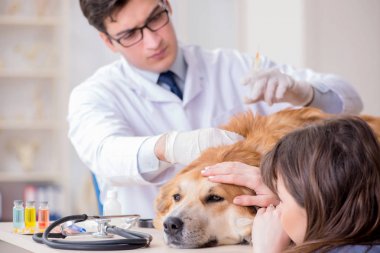 Doktor ve asistan veterinerdeki golden retriever köpeğini kontrol ediyor.