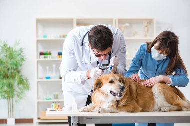 Doktor ve asistan veterinerdeki golden retriever köpeğini kontrol ediyor.