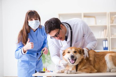 Doktor ve asistan veterinerdeki golden retriever köpeğini kontrol ediyor.