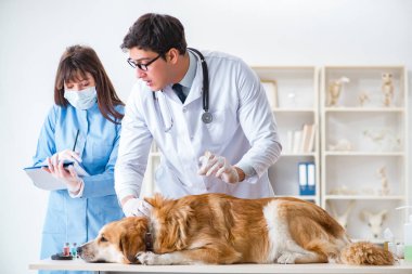 Doktor ve asistan veterinerdeki golden retriever köpeğini kontrol ediyor.
