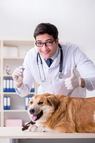 Γιατρός εξέταση golden retriever σκυλί στην κλινική κτηνίατρο — Φωτογραφία Αρχείου