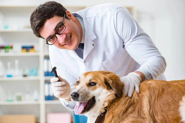 Dokter onderzoekt golden retriever hond in dierenarts kliniek — Stockfoto