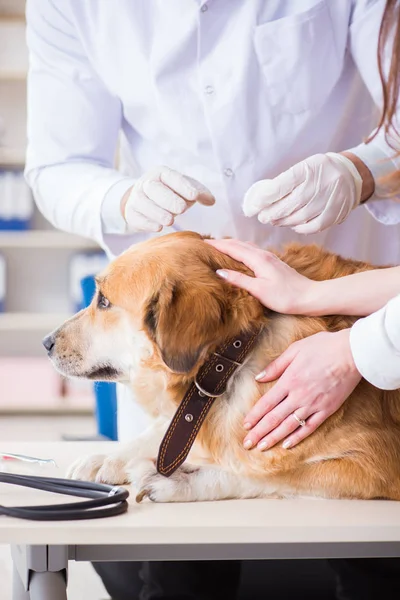 Doktor zkoumá zlatého retrívra psa na veterinární klinice — Stock fotografie