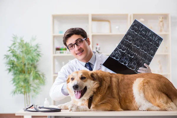 Läkare undersöker golden retriever hund på veterinärkliniken — Stockfoto