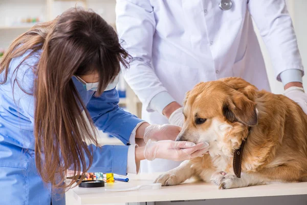 Läkare och assistent kollar upp golden retriever hund i veterinär cli — Stockfoto