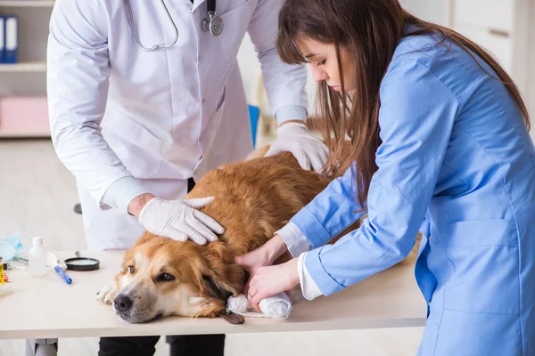 Doctor and assistant checking up golden retriever dog in vet cli — Stock Photo, Image