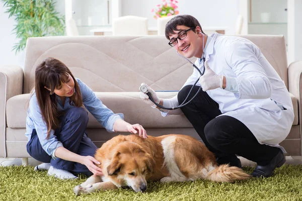 Veterinär läkare besöker golden retriever hund hemma — Stockfoto