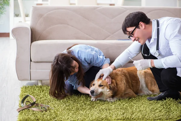 Dokter Vet mengunjungi anjing retriever emas di rumah — Stok Foto