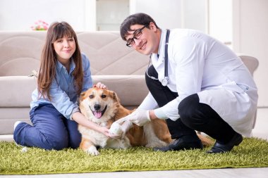 Veteriner doktor Golden Retriever köpeğini evinde ziyaret ediyor.