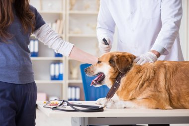 Doktor ve asistan veterinerdeki golden retriever köpeğini kontrol ediyor.