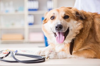 Veteriner kliniğinde Golden Retriever köpeğini muayene eden doktor.