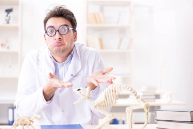 Komik çılgın öğrenci doktor hayvan iskeleti üzerinde çalışıyor.