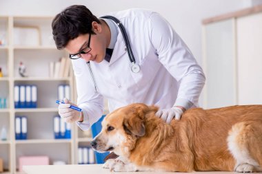Veteriner kliniğinde Golden Retriever köpeğini muayene eden doktor.