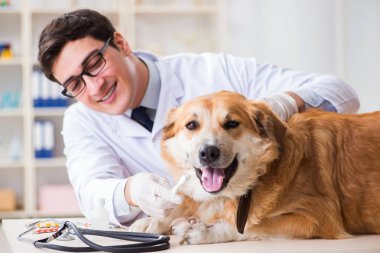 Veteriner kliniğinde Golden Retriever köpeğini muayene eden doktor.