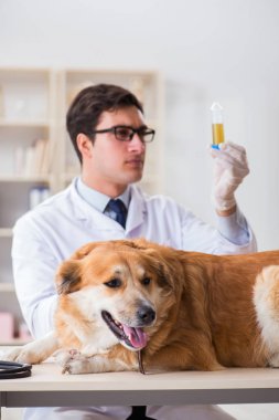 Veteriner kliniğinde Golden Retriever köpeğini muayene eden doktor.