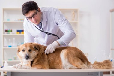 Veteriner kliniğinde Golden Retriever köpeğini muayene eden doktor.