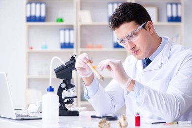 Paleontolojist soyu tükenmiş hayvan kemiklerine bakıyor