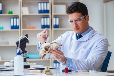 Paleontolojist soyu tükenmiş hayvan kemiklerine bakıyor