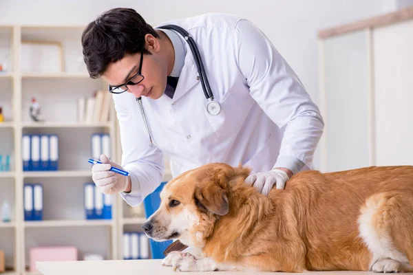 Doktor zkoumá zlatého retrívra psa na veterinární klinice — Stock fotografie