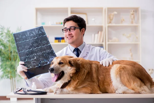 Γιατρός εξέταση golden retriever σκυλί στην κλινική κτηνίατρο — Φωτογραφία Αρχείου