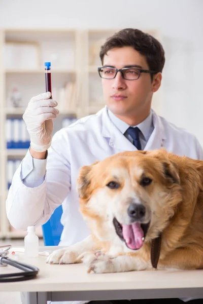 Läkare undersöker golden retriever hund på veterinärkliniken — Stockfoto