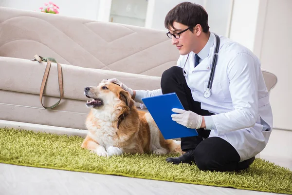 Tierarzt untersucht Golden-Retriever-Hund beim Hausbesuch — Stockfoto