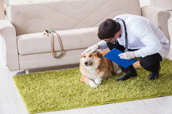 自宅訪問で黄金の取得犬を調べる獣医医師 — ストック写真