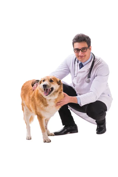 Vet lekarz badając golden retriever pies na białym tle — Zdjęcie stockowe