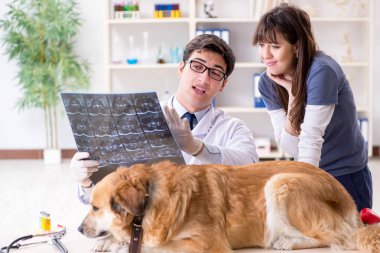 Doktor ve asistan veterinerdeki golden retriever köpeğini kontrol ediyor.