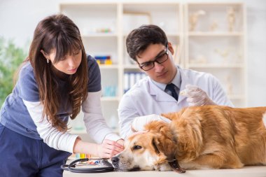 Doktor ve asistan veterinerdeki golden retriever köpeğini kontrol ediyor.