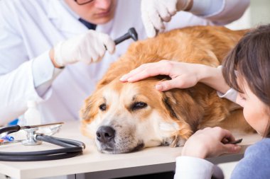 Doktor ve asistan veterinerdeki golden retriever köpeğini kontrol ediyor.