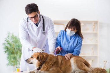 Doktor ve asistan veterinerdeki golden retriever köpeğini kontrol ediyor.