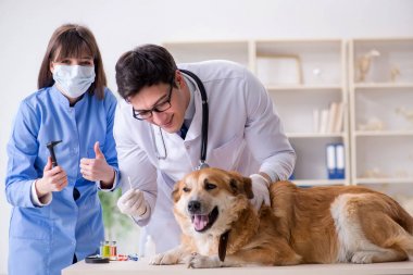 Doktor ve asistan veterinerdeki golden retriever köpeğini kontrol ediyor.
