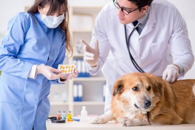 Doktor ve asistan veterinerdeki golden retriever köpeğini kontrol ediyor.