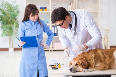 Doktor ve asistan veterinerdeki golden retriever köpeğini kontrol ediyor.