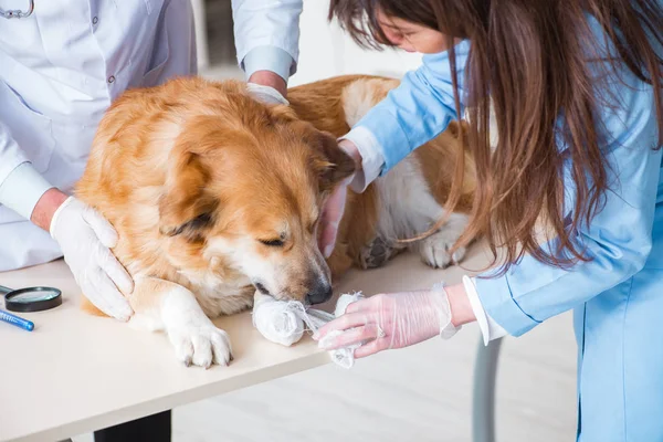 Arzt und Assistentin untersuchen Golden Retriever-Hund in Tierarztpraxis — Stockfoto
