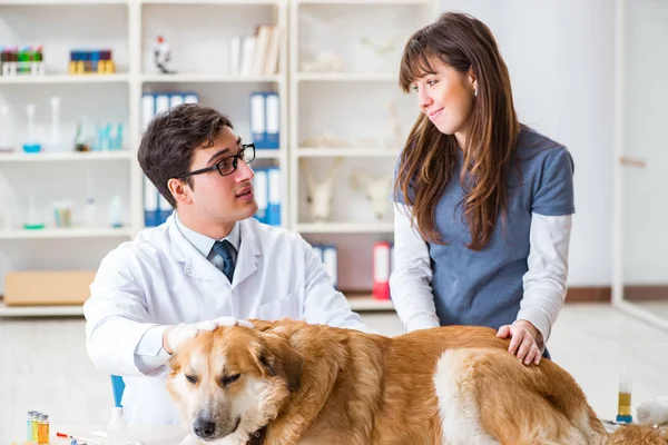 Dokter en assistent controleren gouden retriever hond in de dierenarts cli — Stockfoto