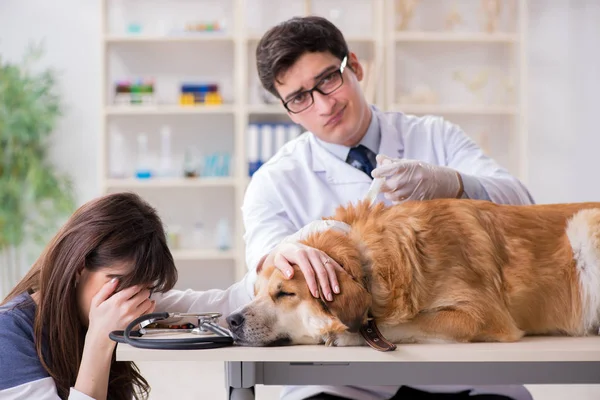 Doktor ve asistan veterinerdeki golden retriever köpeğini kontrol ediyor.
